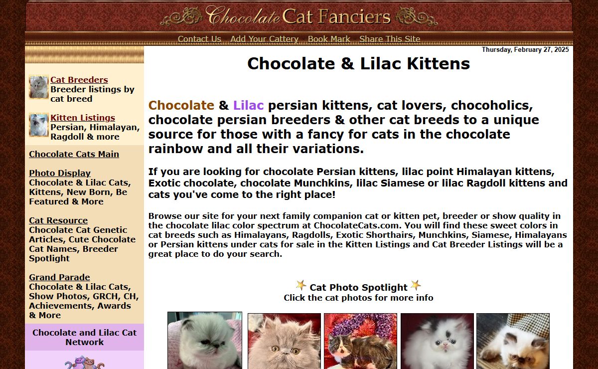 Chocolate Persians Kittens l Lilac Chocolate Persian Cats l Chocolate and Lilac kittens