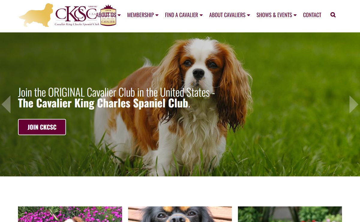 Cavalier King Charles Spaniel Club |