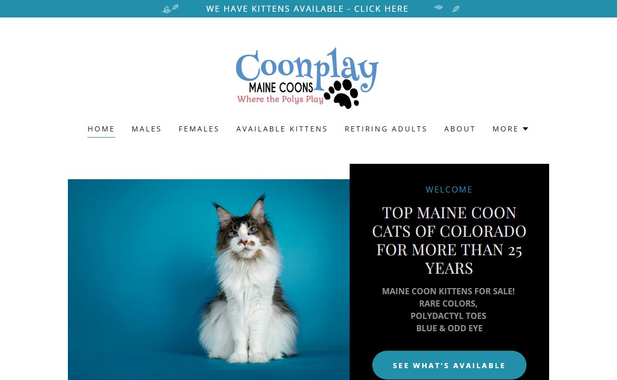 Maine Coons for Sale - Find Your Perfect Companion Today
