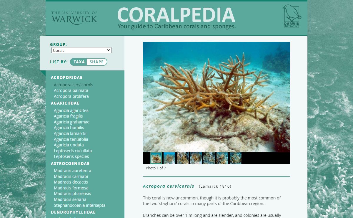 Coralpedia - Acropora cervicornis