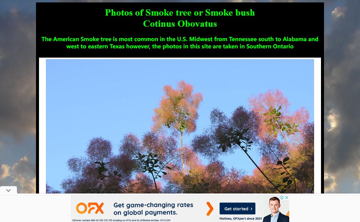 Smoke Tree or Smoke bush, Cotinus Obovatus, Cotinus Coggygria