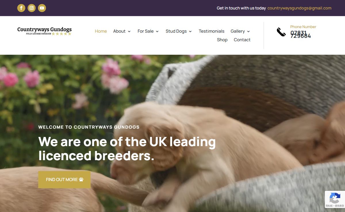Countryways Gundogs | UK Leading Licenced Gundog Breeders