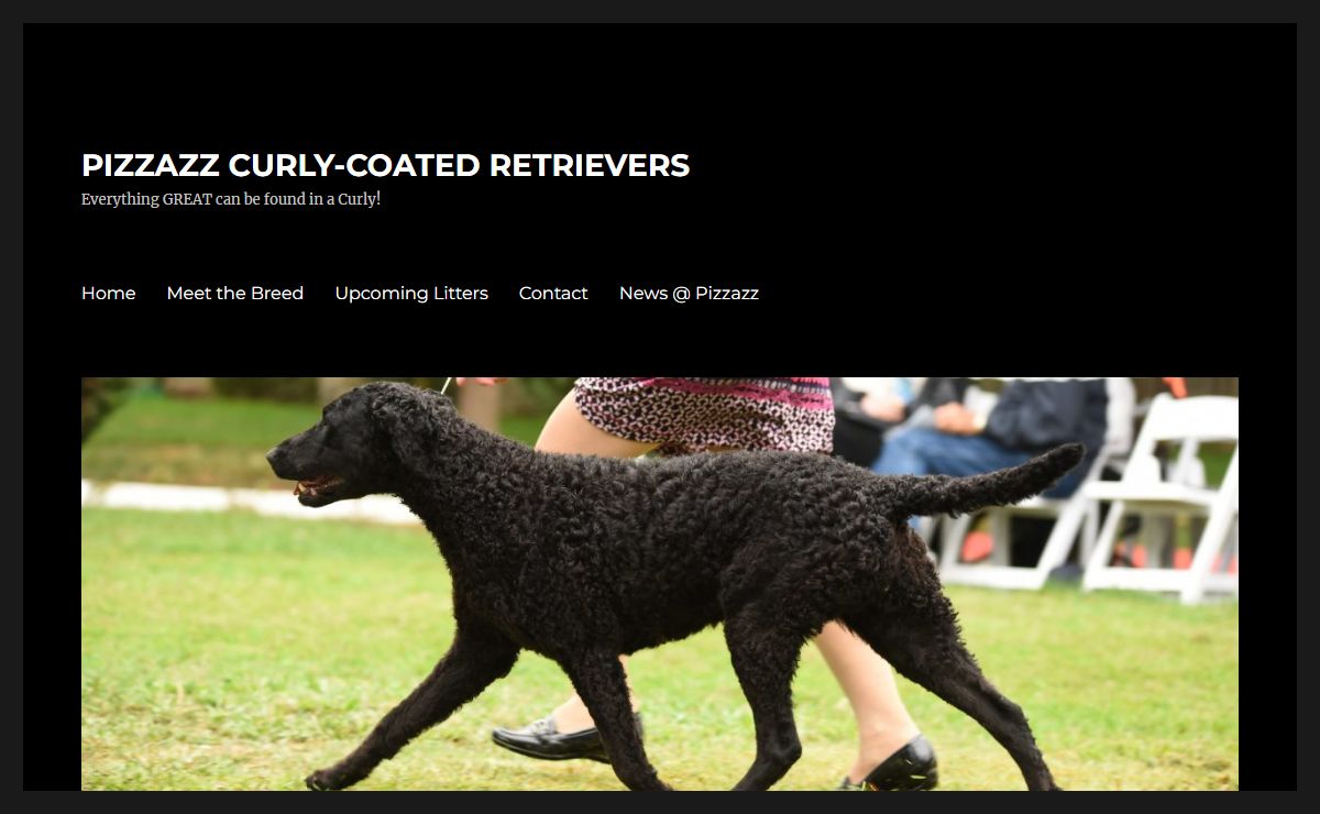 PIZZAZZ CURLY-COATED RETRIEVERS – Everything GREAT can be found in a Curly!