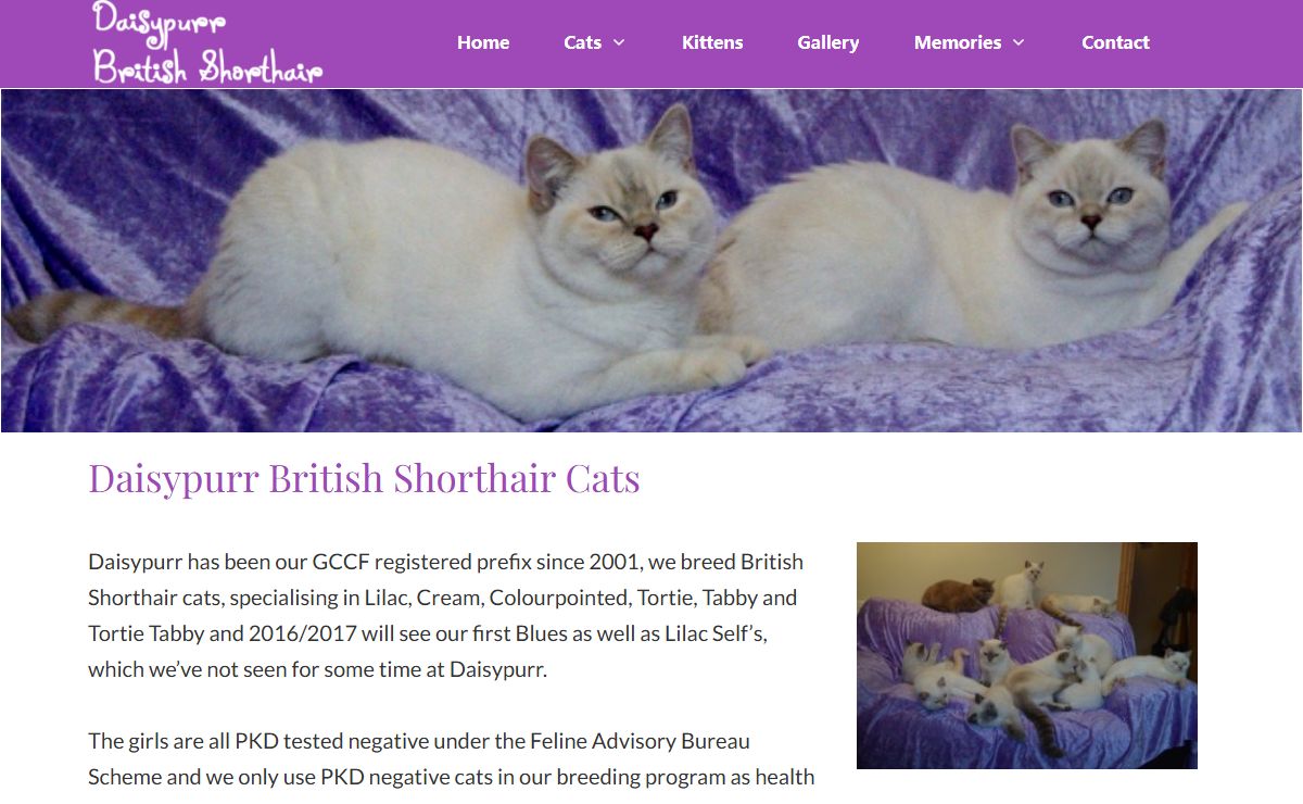 Daisypurr British Shorthair Cat Breeders