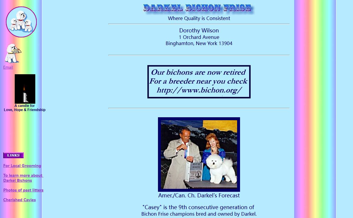 Darkel Bichon Frise
