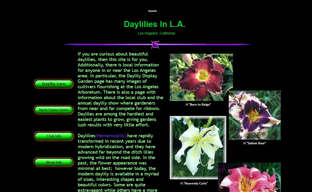 Daylilies In L.A.