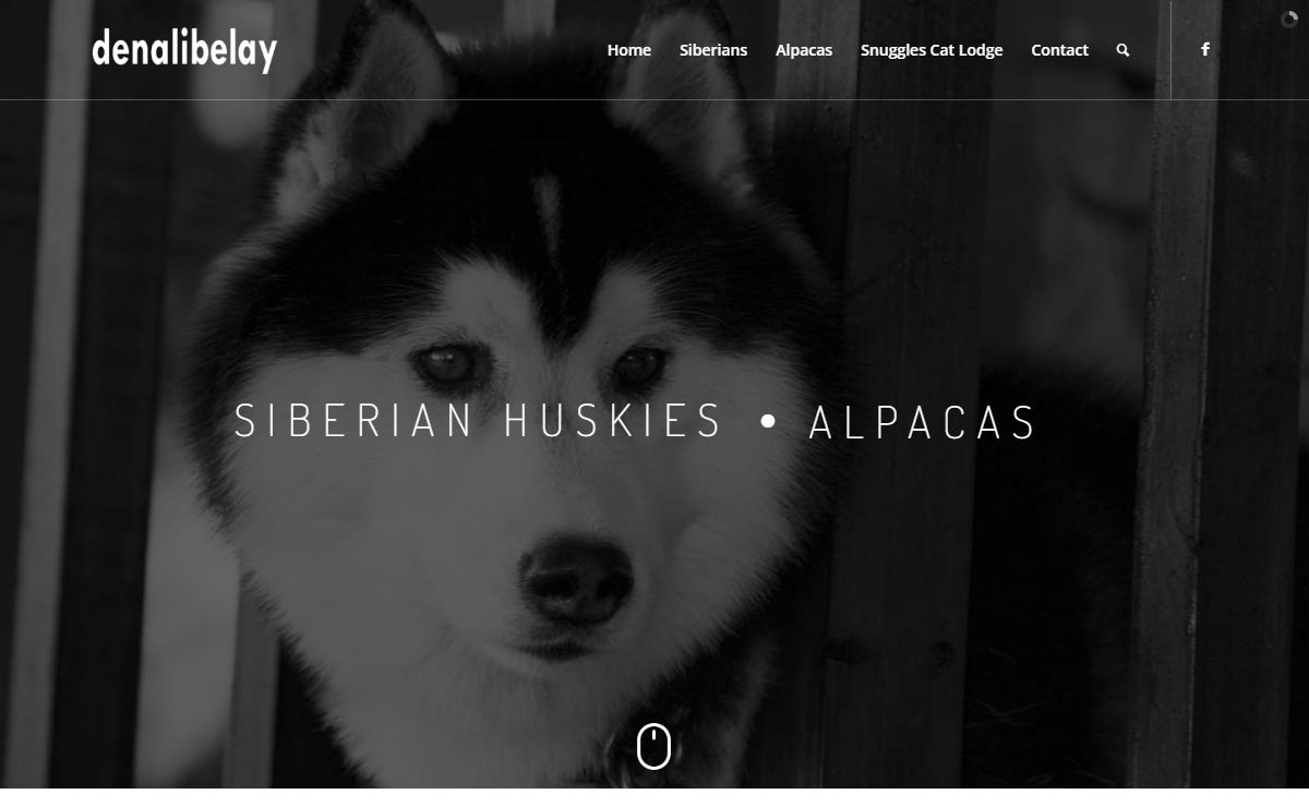 Denalibelay – Siberian Huskies and Alpacas