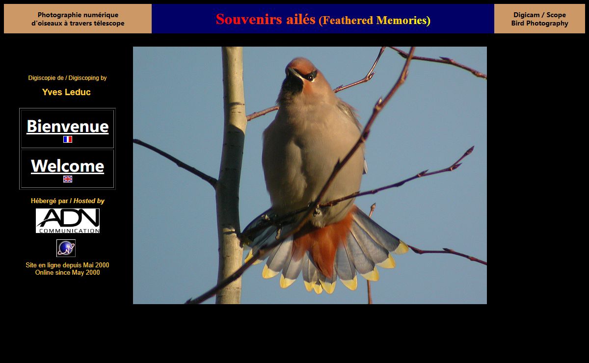Souvenirs ailés / Feathered Memories