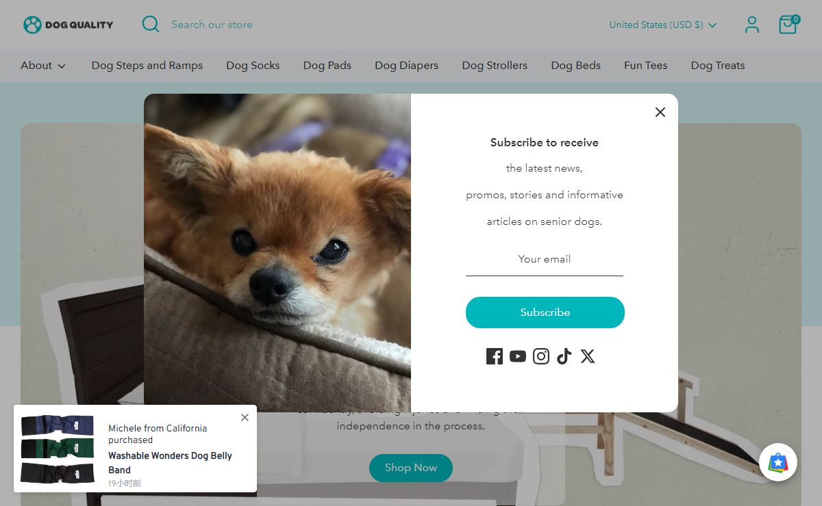 Improving the Quality of Life for your Senior Dog – Dog Quality