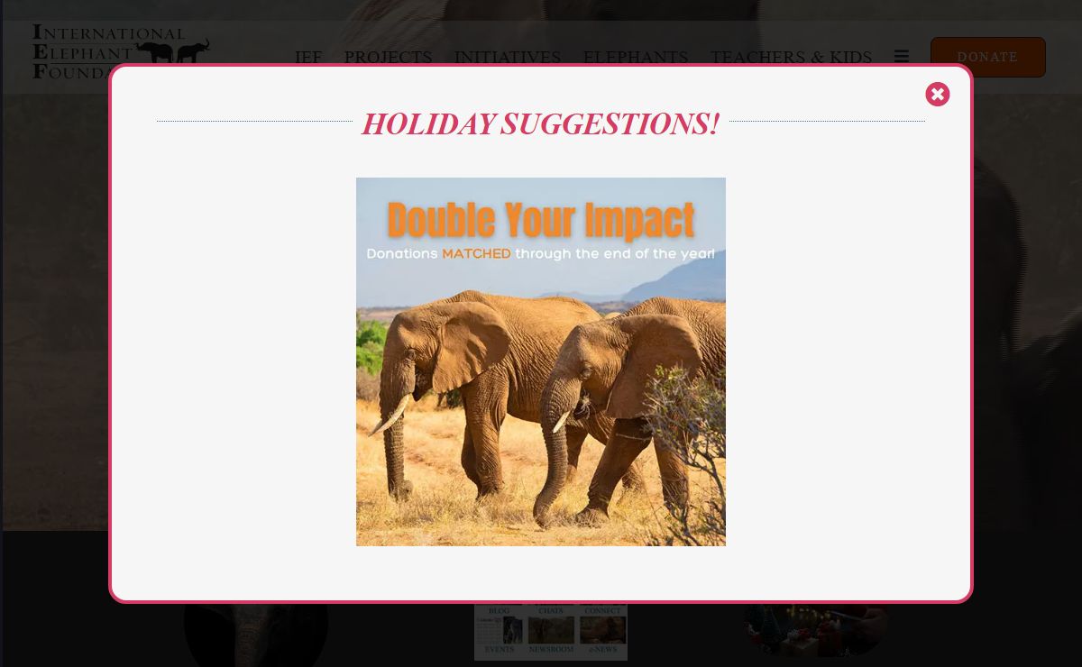 International Elephant Foundation – Saving Elephants and Habitats Worldwide