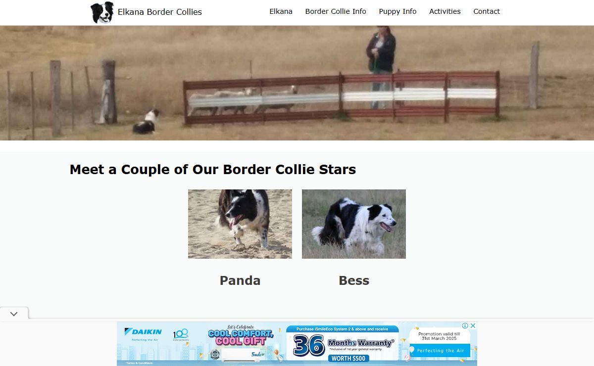 Elkana Border Collie's