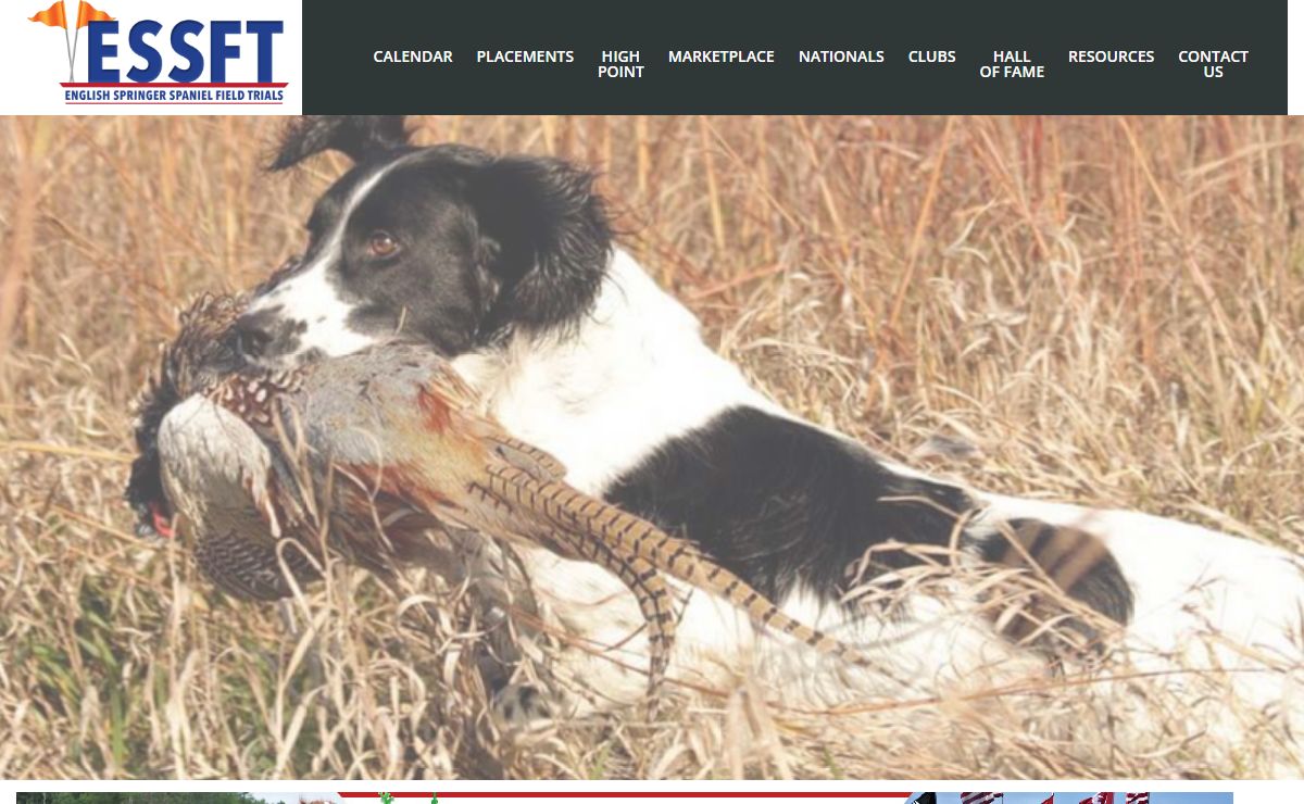 English Springer Spaniel Field Trials |