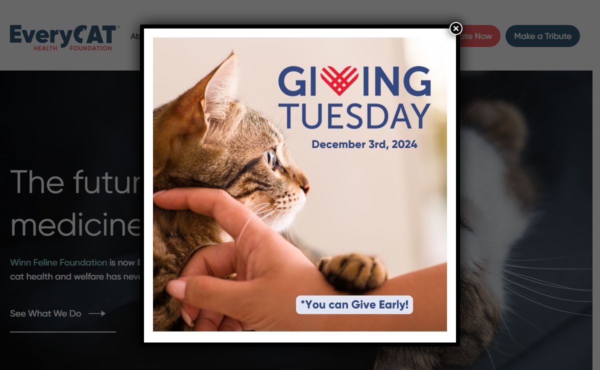 Home - EveryCat Health Foundation