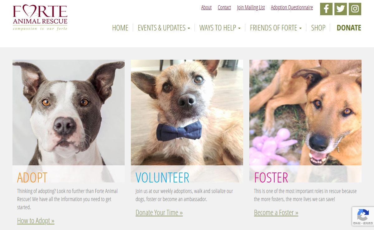 Home - Forte Animal Rescue : Forte Animal Rescue