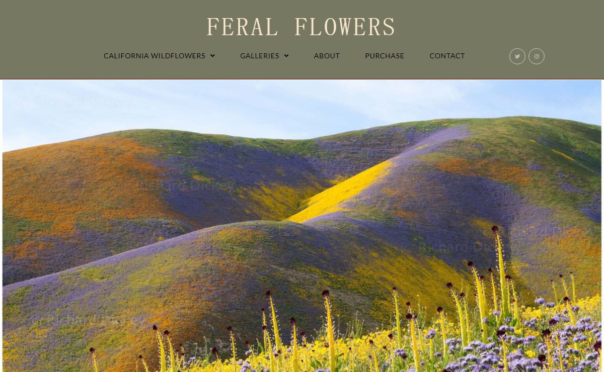 Feral Flowers – California Wildflower Landscape Photography Gallery