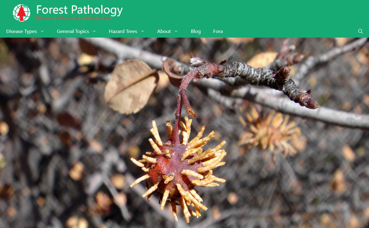 Forest Pathology | Diseases of forest and shade trees