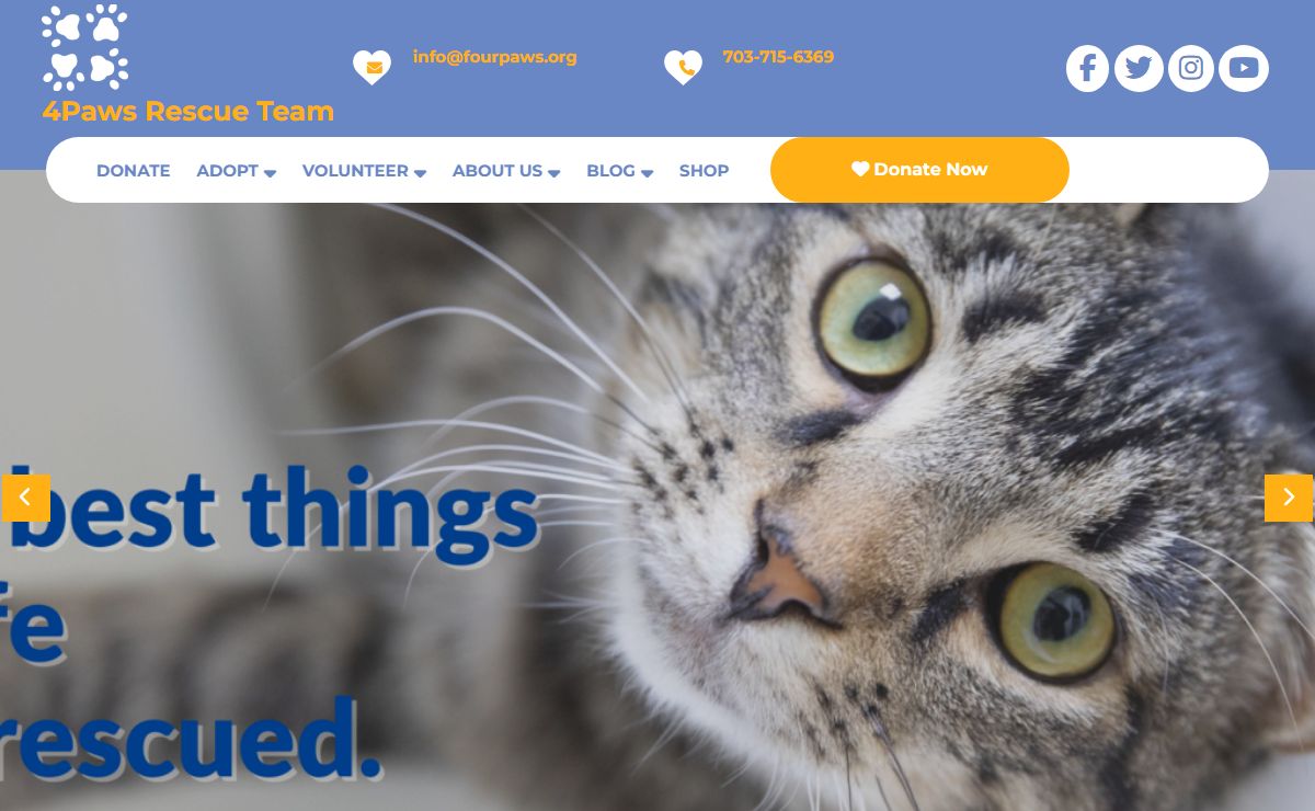 Cat Adoption in Virginia, Maryland, and Washington DC