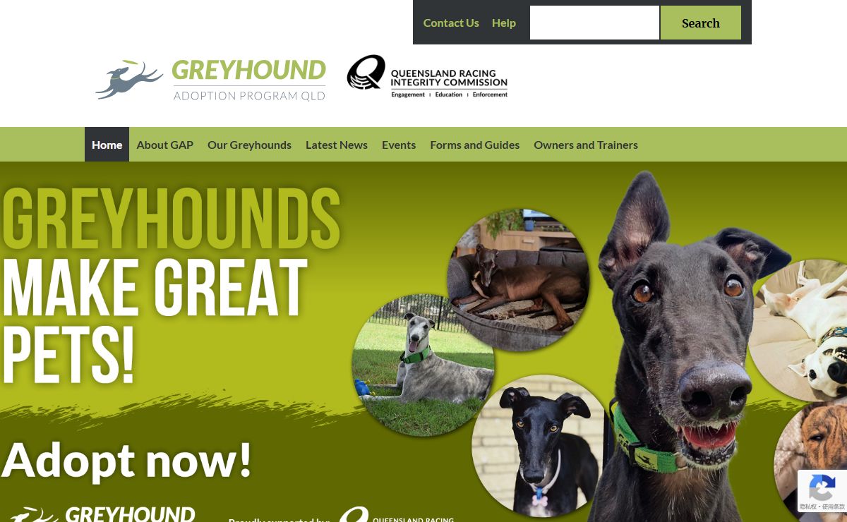 Greyhound Adoption Program