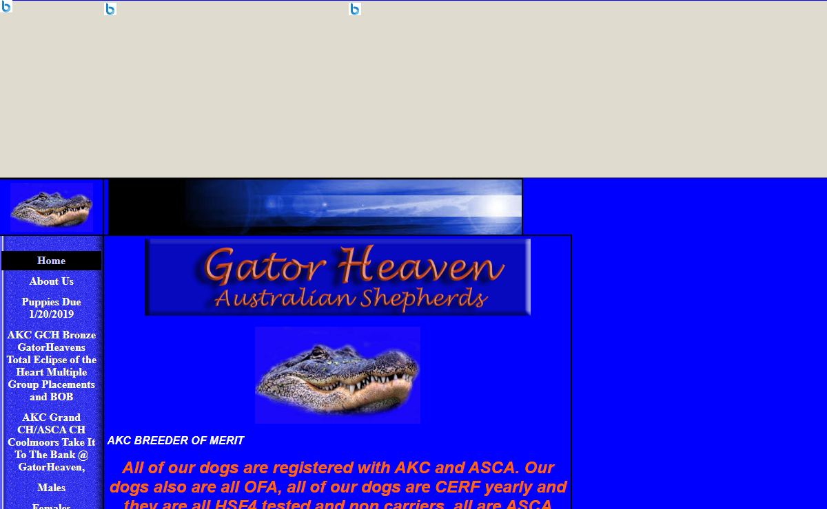 GATOR HEAVEN AUSTRALIAN SHEPHERDS