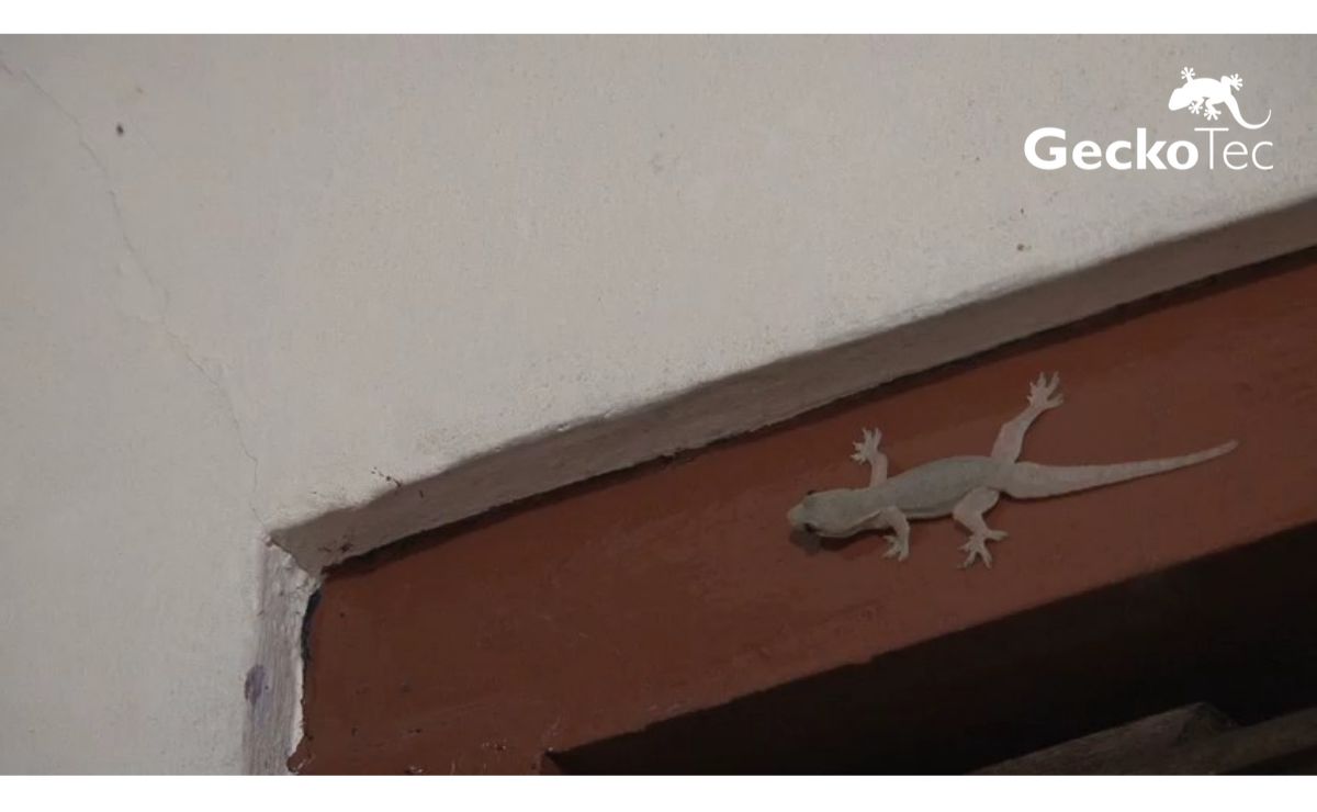 Geckotec | Full Stack Web Development