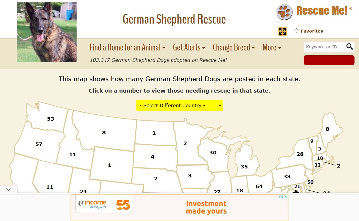 ― German Shepherd Rescue ― ADOPTIONS