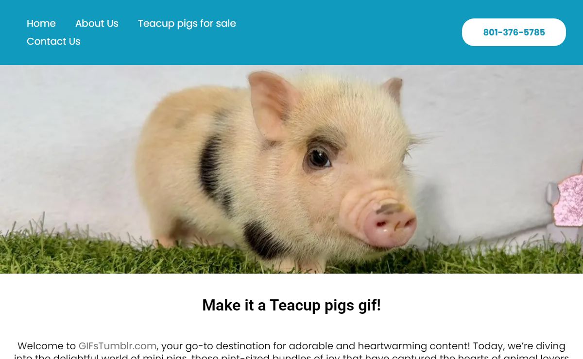 Gifs Teacup pigs