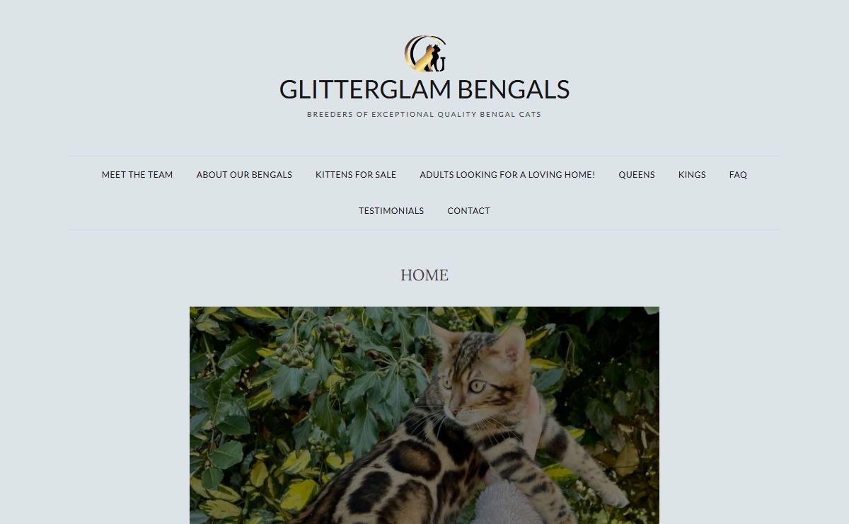 Glitterglam bengals – breeders of exceptional quality bengal cats