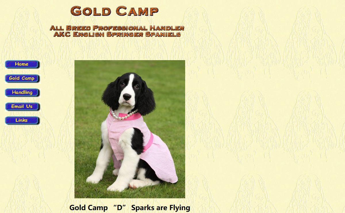 Gold Camp Springers, AKC English Springer Spaniels