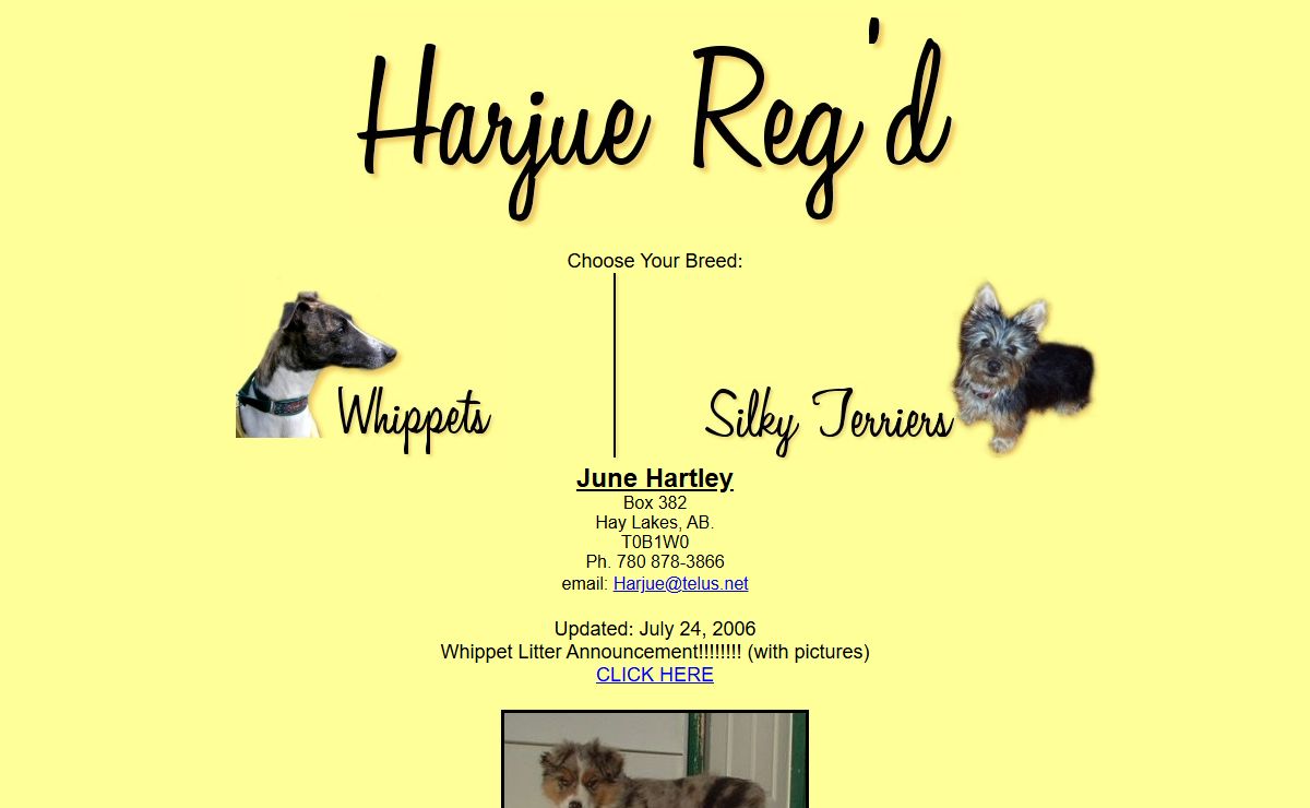 Harjue Reg'd - Whippets & Silky Terriers