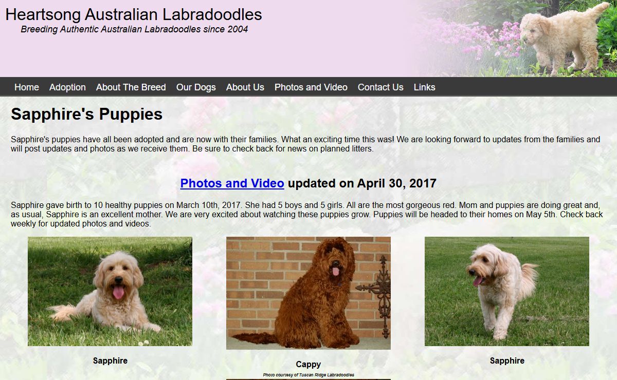Heartsong Australian Labradoodles. Puppy Availabiity, Labradoodle Information, Labradoodle Breeder Information, and Heartsong Labradoodle News