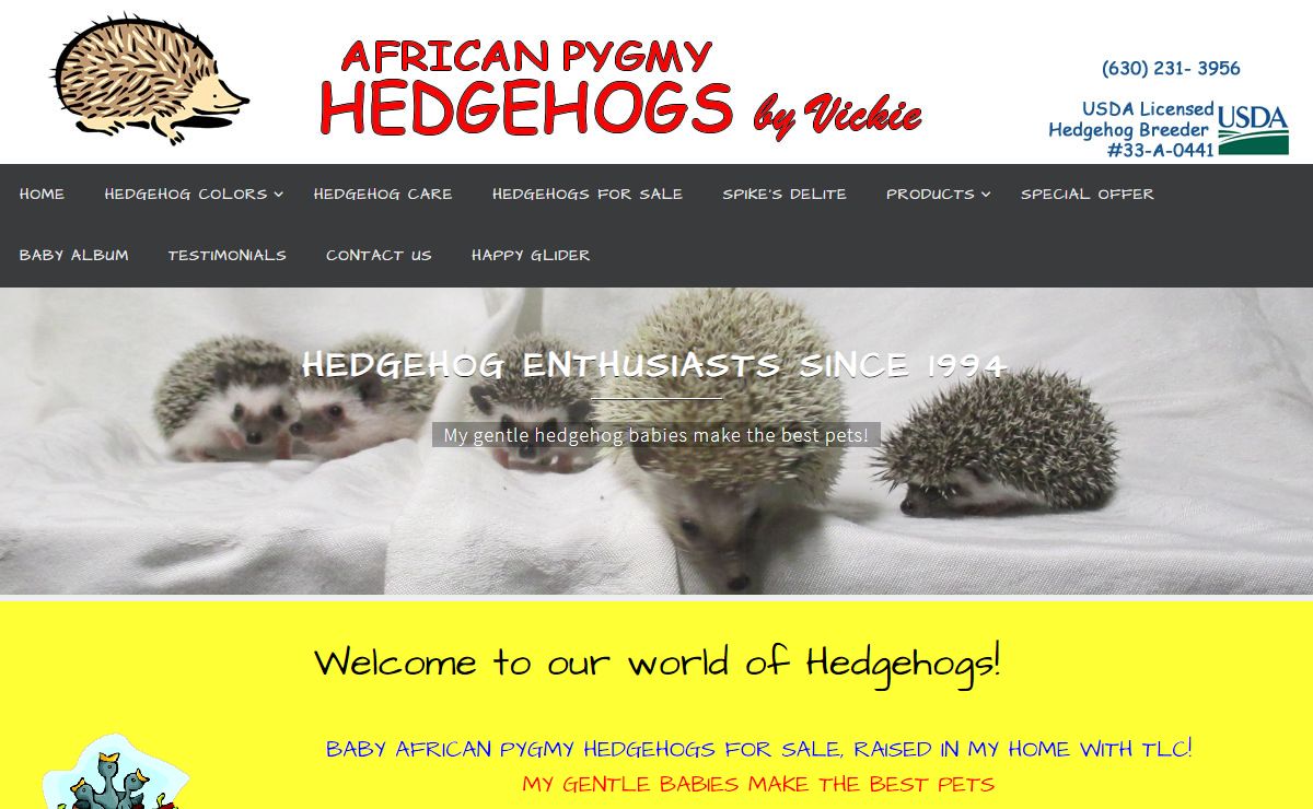 HEDGEHOG BREEDERS WITH A VARIETY OF HEDGEHOGS FOR SALE