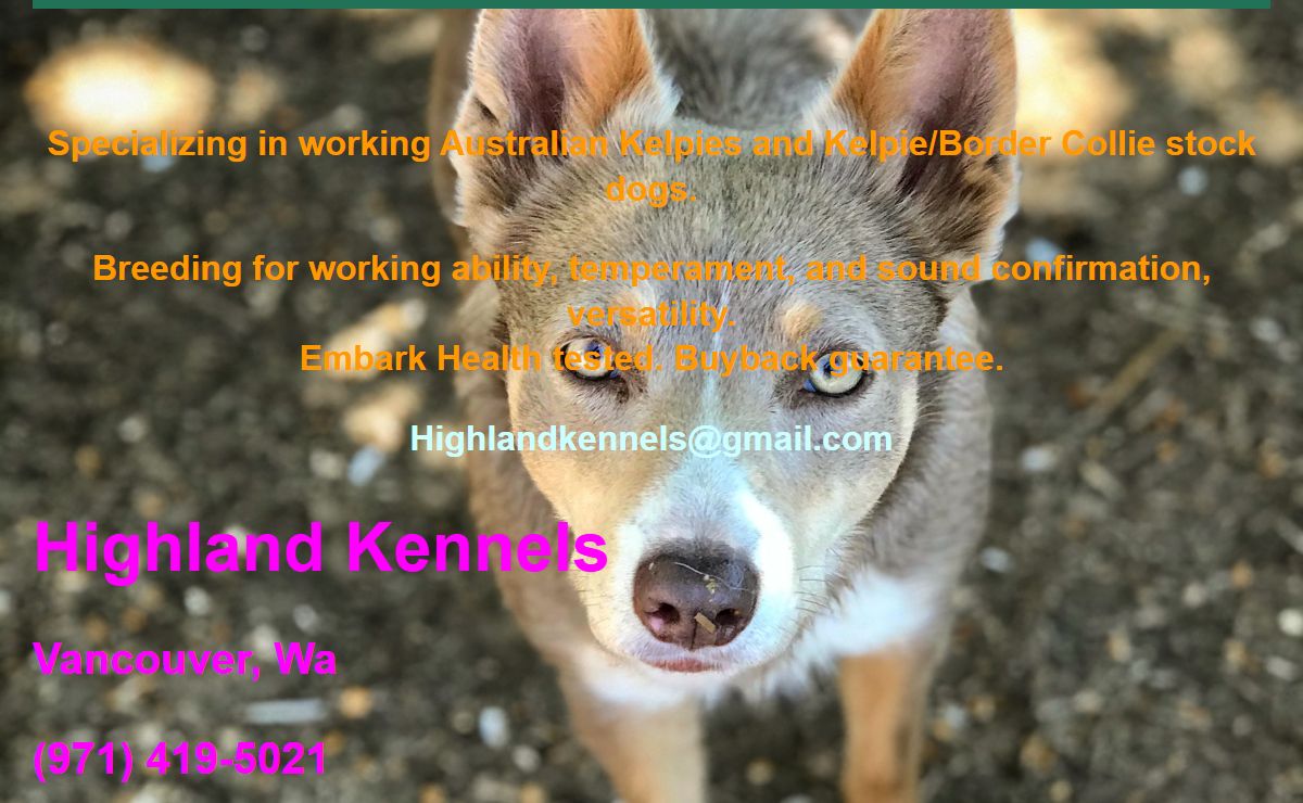 Herd Everything – Highland Australian Kelpies and Border Collie/Kelpie stock dogs.