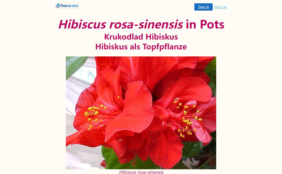 Hibiscus rosa-sinensis in Pots / Krukodlad Hibiskus