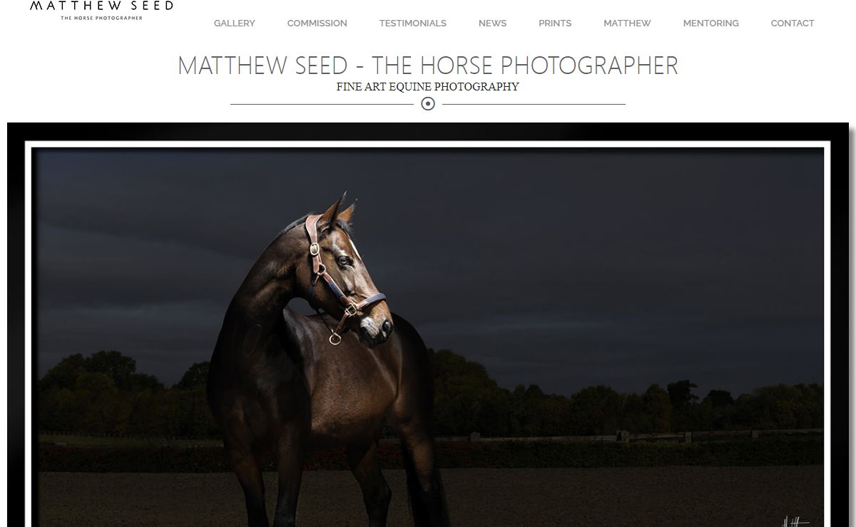Horse Photographer