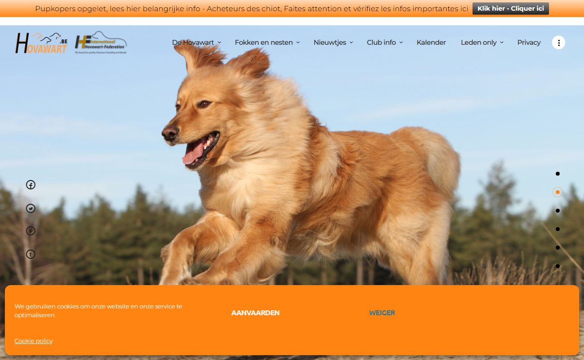 Hovawart – Belgische Hovawart Club