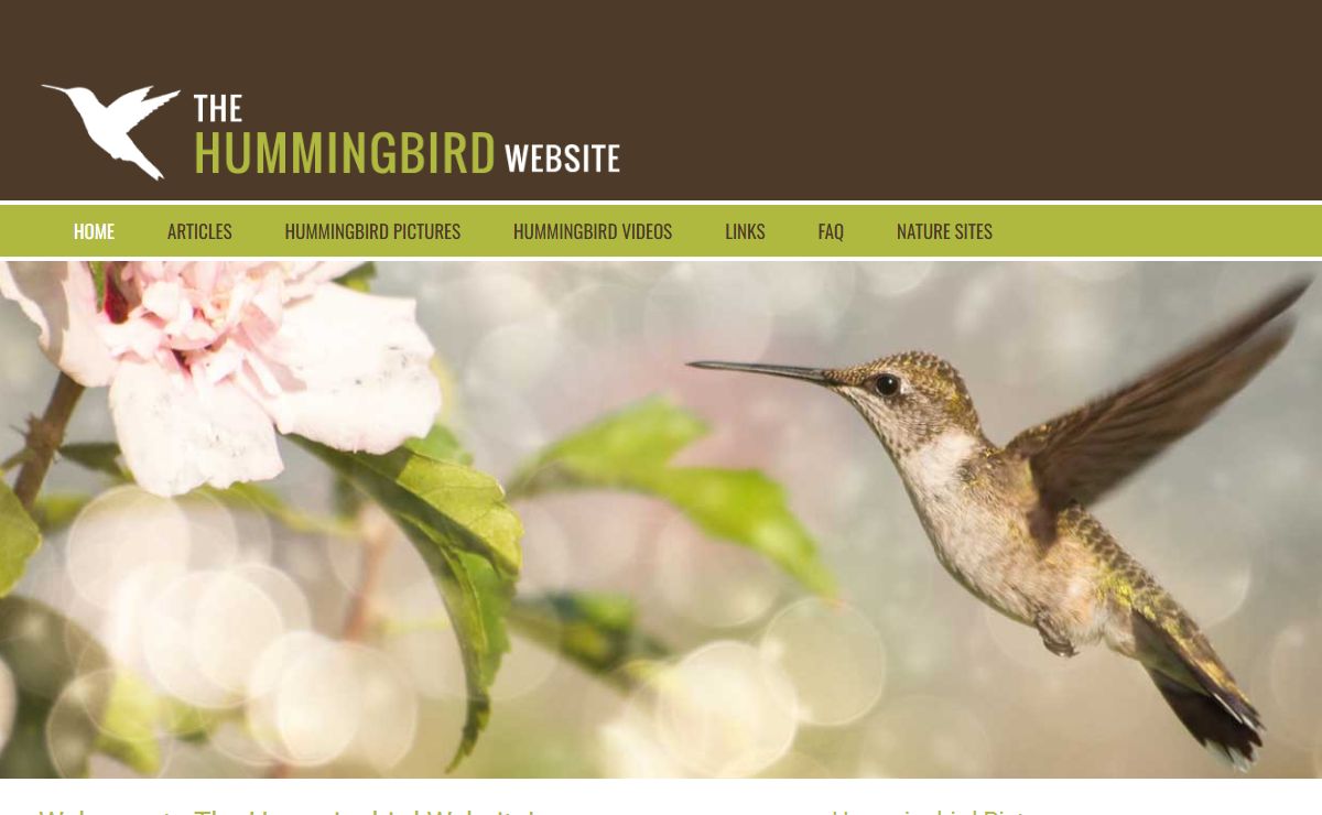 Hummingbird | Hummingbirds | Pictures of Hummingbirds | Hummingbird Migration