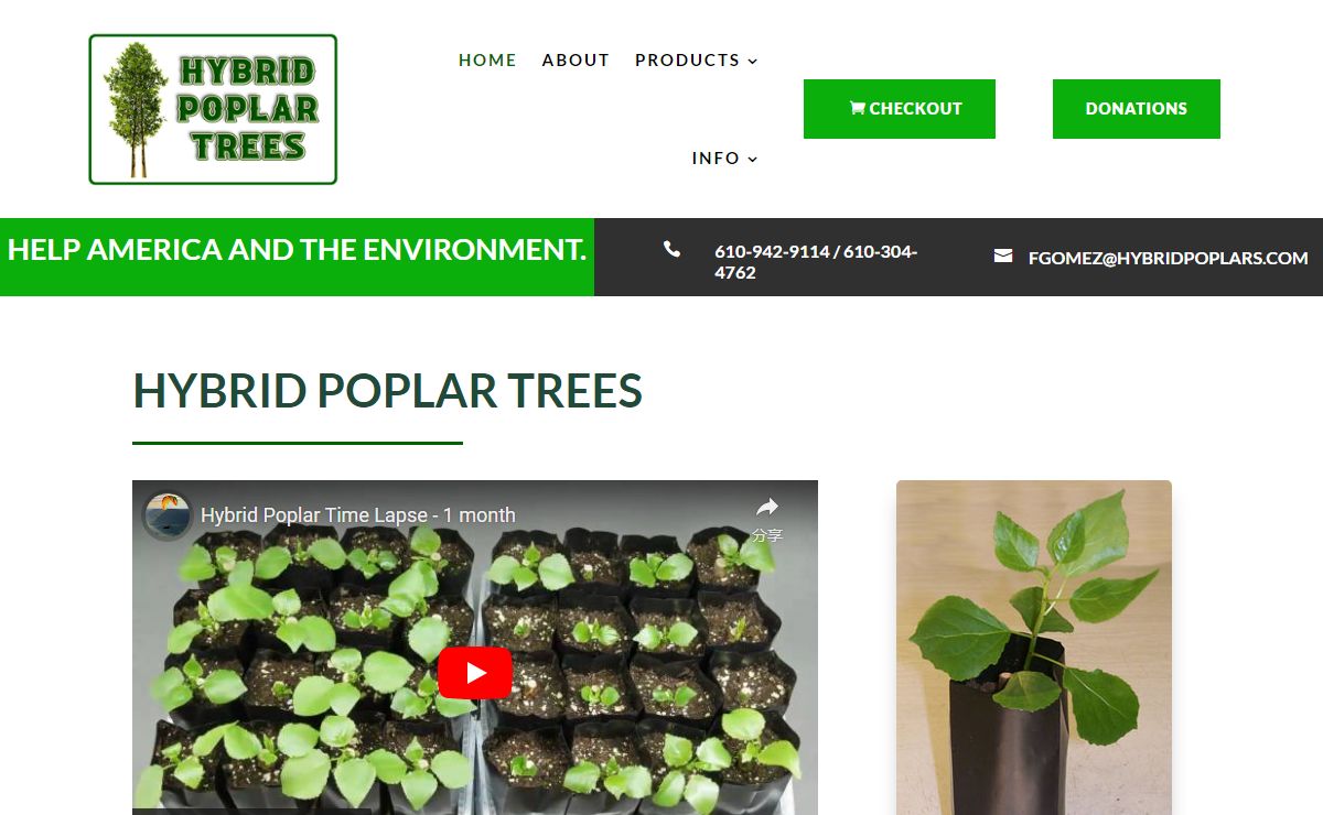 Hybrid Poplar Trees | Help America and the Environment