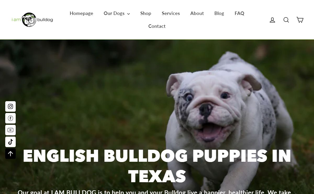 English Bulldog Breeder in Texas - World Class | I Am Bulldog