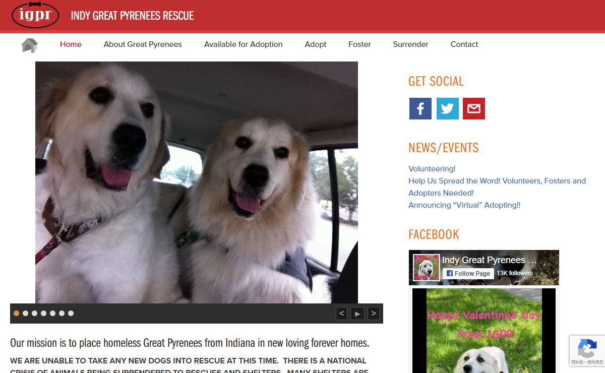 Indy Great Pyrenees Rescue | Rescue and place homeless Great Pyrenees in new loving homes.