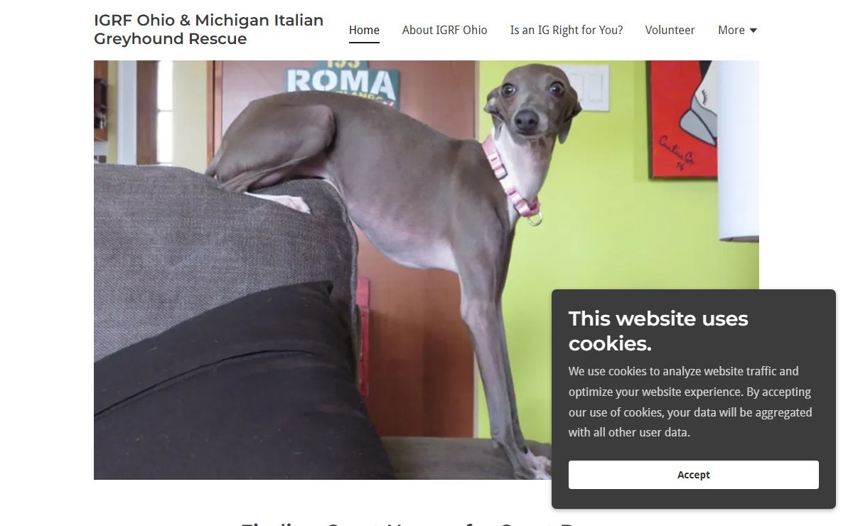 IGRF Ohio Italian Greyhound Rescue