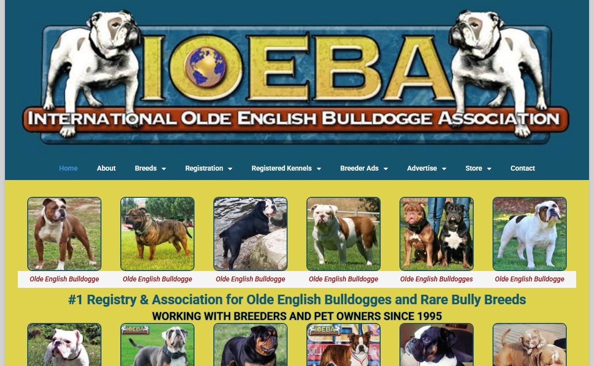 The World's #1 Registry and Association for Olde English Bulldogges and All Bully Breeds.
