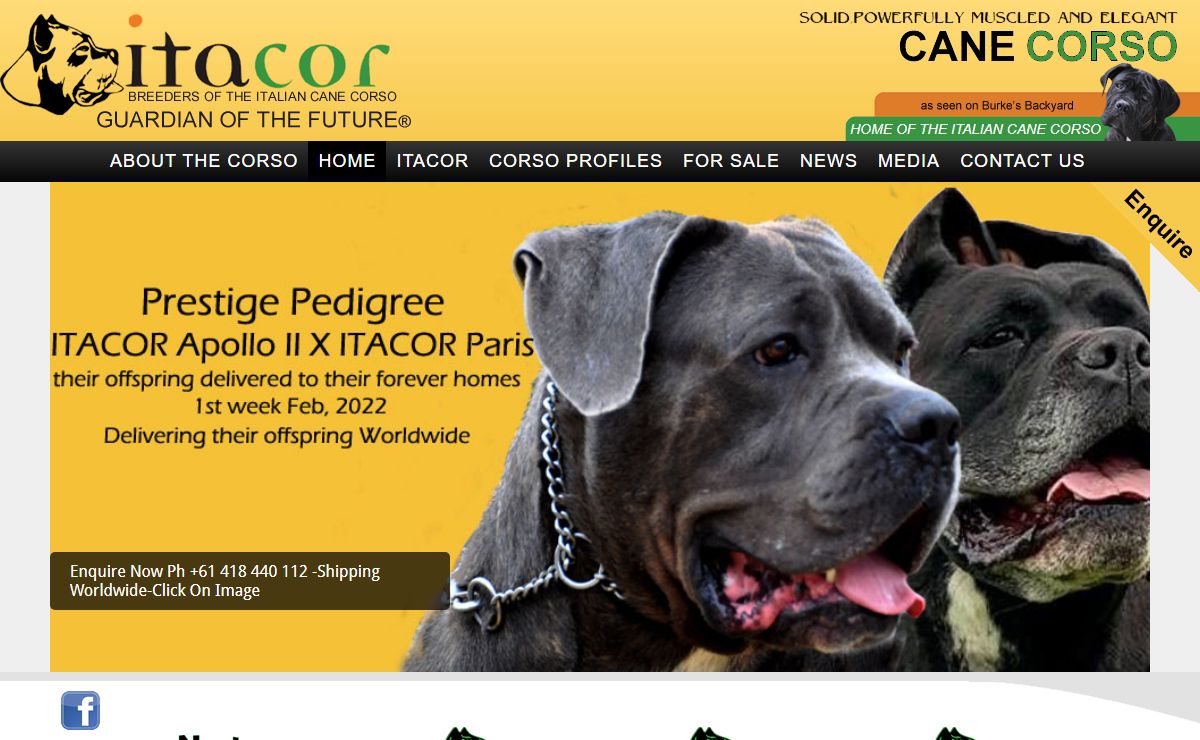 Welcome to Itacor - Breeders Of The Italian Cane Corso