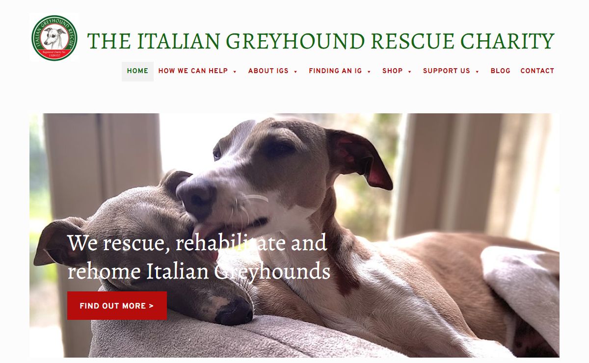 The Italian Greyhound Rescue Charity – We rescue, rehabilitate and rehome Italian Greyhounds