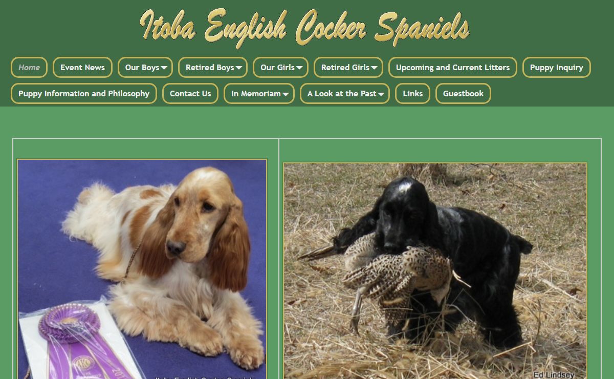 Itoba English Cocker Spaniels – English Cocker Spaniels, Eau Claire, Wisconsin