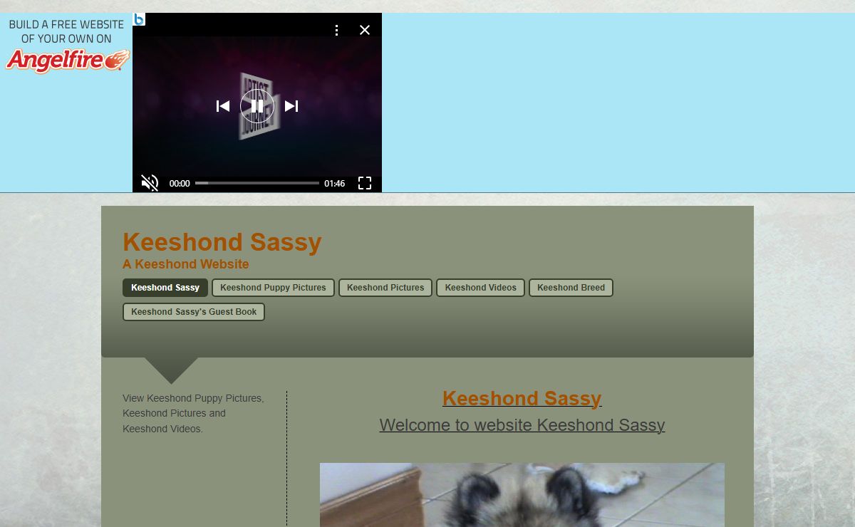 Keeshond Sassy