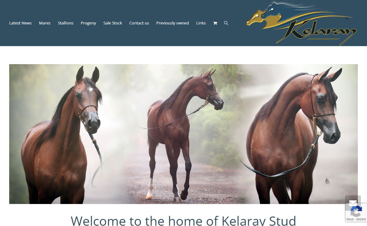 Kelaray Stud – Kelaray Stud is a Purebred Arabian & Arabian Derivative Show Horse Stud in Kaitaia, New Zealand
