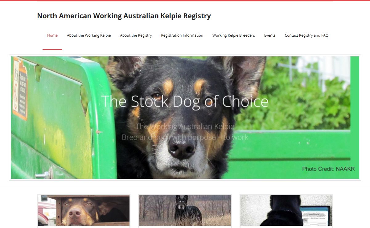 North American Working Australian Kelpie Registry – Kelpie Registry