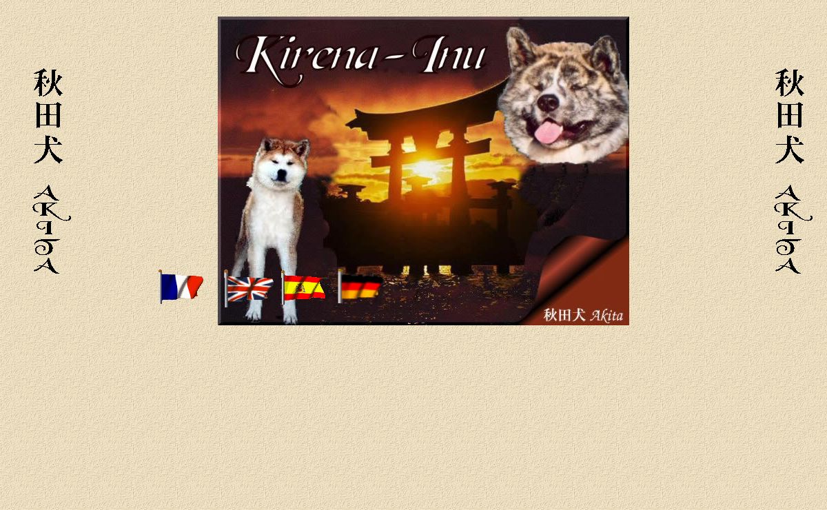 akita-inu elevage kirena-inu