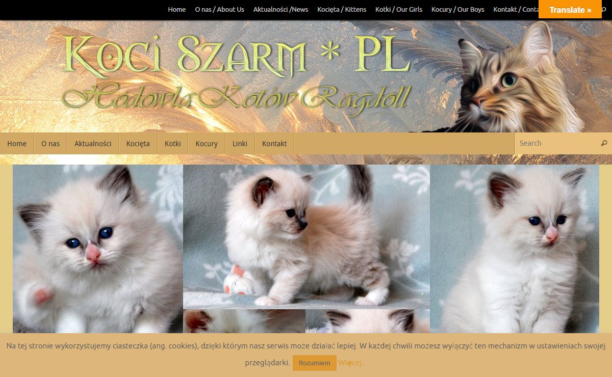 Koci Szarm*PL - Hodowla kotów Ragdoll