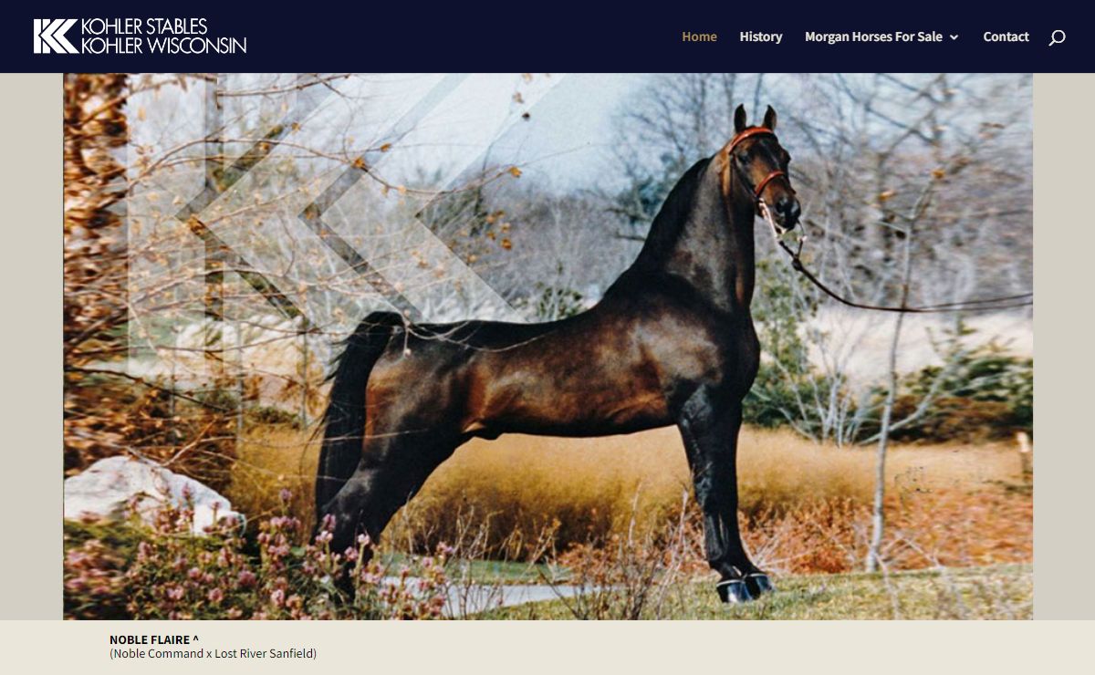 Morgan Mare & Gelding Horses for Sale - Kohler Stables WI
